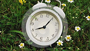 Alarm clock in fresh grass with white daisy flowers in summer morning closeup