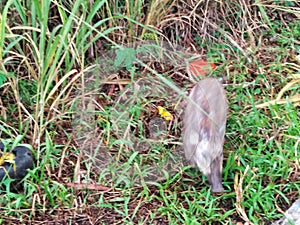 alarm and flustered small wild boar