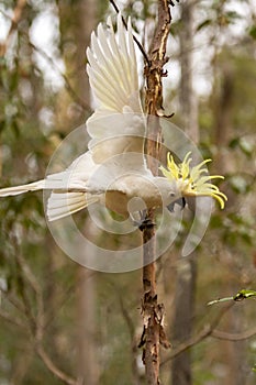 Alarmed Cockatoo in Australia