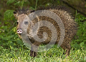 Alarmed javelina photo