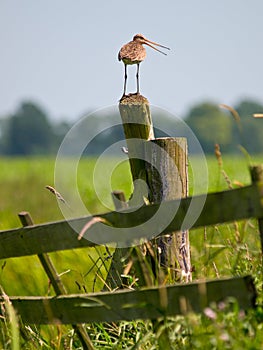 Alarming Black-tailed Godwit