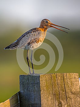 Alarming Black-tailed Godwit