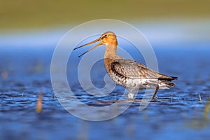 Alarming Black tailed Godwit shouting photo