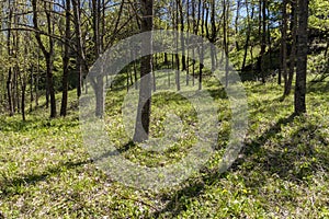 Alas Purwo national park