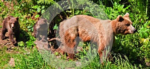 Alaska Alert Brown Grizzly Bear with Twin Cubs