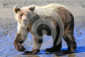 Alaska Baby Brown Bear Cub Walking Pose