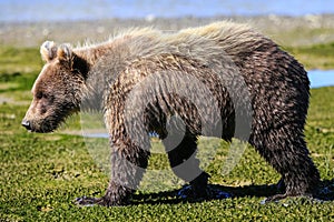 Alaska Baby Brown Bear Cub Walking Profile photo