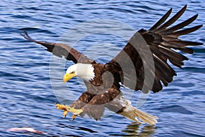 Alaska Bald Eagle Attacking A Fish photo