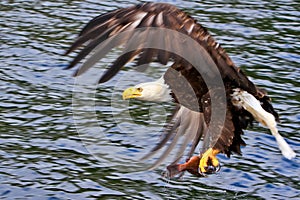 Alaska Bald Eagle with a Fish 2