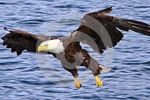 Alaska Bald Eagle Flying Low