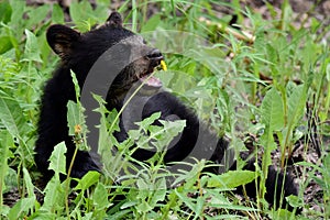 Alaska black bear cub eating dandelions