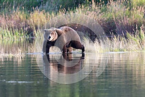 Alaska Brown Bear on Brooks River