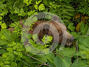 Alaska brown bear in the brush