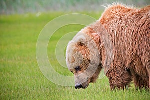 Aljaška hnědý medvěd zelená tráva louka 
