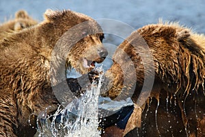 Alaska Brown Bear Mother and Cub Fighting