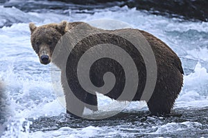 Alaska Brown Bear in the river with white water rapids