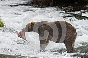 Alaska Brown Bear with Salmon