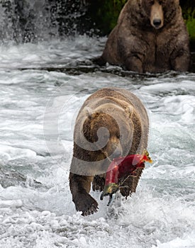 Alaska Brown Bear with Salmon