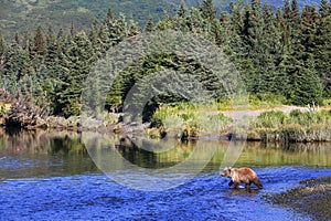 Alaska Brown Bear Silver Salmon Creek Lake Clark National Park photo