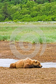Alaska Brown Bear Sleeping