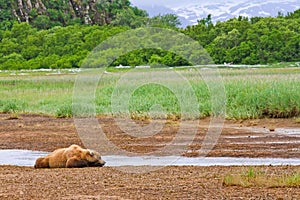 Alaska Brown Bear Sleeping in River Bed