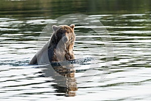 Alaska Brown Bear swims in Brooks River