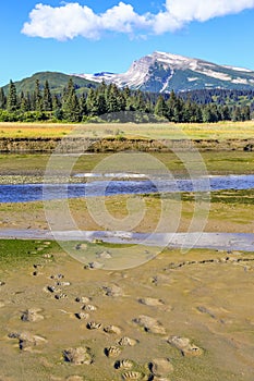 Alaska Brown Bear Tracks Lake Clark National Park photo