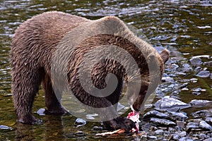 An Alaska Brown Bear Ursus arctos eating salmon