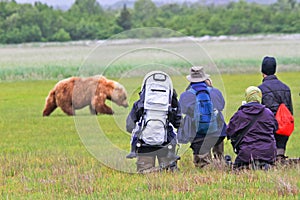 Alaska Brown Bear Viewing Group Hallo Bay