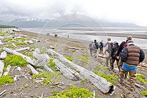 Alaska Brown Bear Viewing Group Hallo Bay