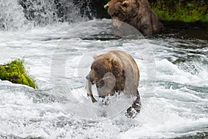 Alaska Brown Bears at Brooks Falls