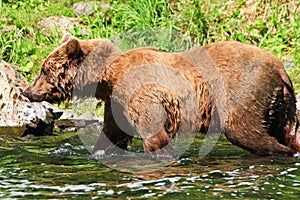 Alaska Brown Grizzly Bear All Wet