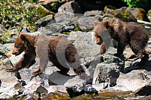 Alaska Brown Grizzly Bear Cub Twins