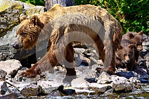 Alaska Brown Grizzly Bear with Cubs