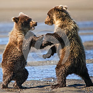 Alaska Brown Grizzly Bear Cubs Fighting