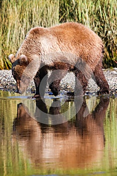 Alaska Brown Grizzly Bear Drinking Water Reflection