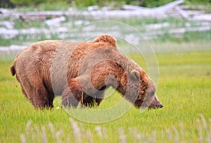 Alaska Brown Grizzly Bear Eating Grass