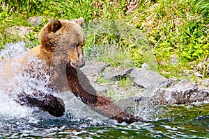 Alaska Brown Grizzly Bear Fishing Attack