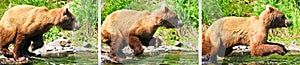 Alaska Brown Grizzly Bear Fishing Leaping Attack