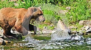 Alaska Brown Grizzly Bear Fishing for Salmon