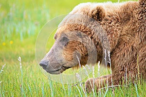 Alaska Brown Grizzly Bear in Katmai