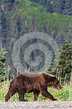Alaska Brown Grizzly Bear Lake Clark National Park photo