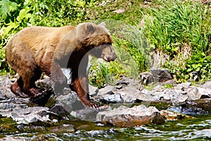 Alaska Brown Grizzly Bear Looking for Salmon