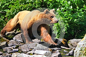 Alaska Brown Grizzly Bear On the Move