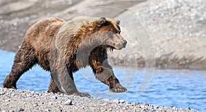 Alaska Brown Grizzly Bear Running Near Creek