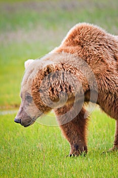 Alaska Brown Grizzly Bear Shoulder Hump