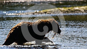 Alaska Brown Grizzly Bear Silhouette with Salmon