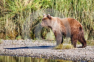 Alaska Brown Grizzly Bear Silver Salmon Creek