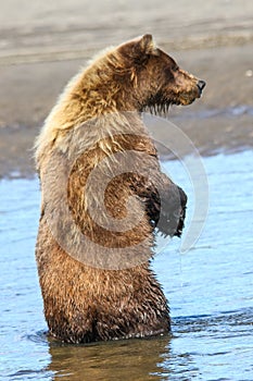 Alaska Brown Grizzly Bear Standing in Water