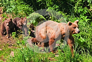 Alaska Brown Grizzly Bear with Twin Cubs